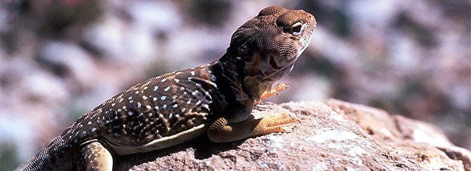 A tan lizard with a darker black and brown back covered with small white spots.
