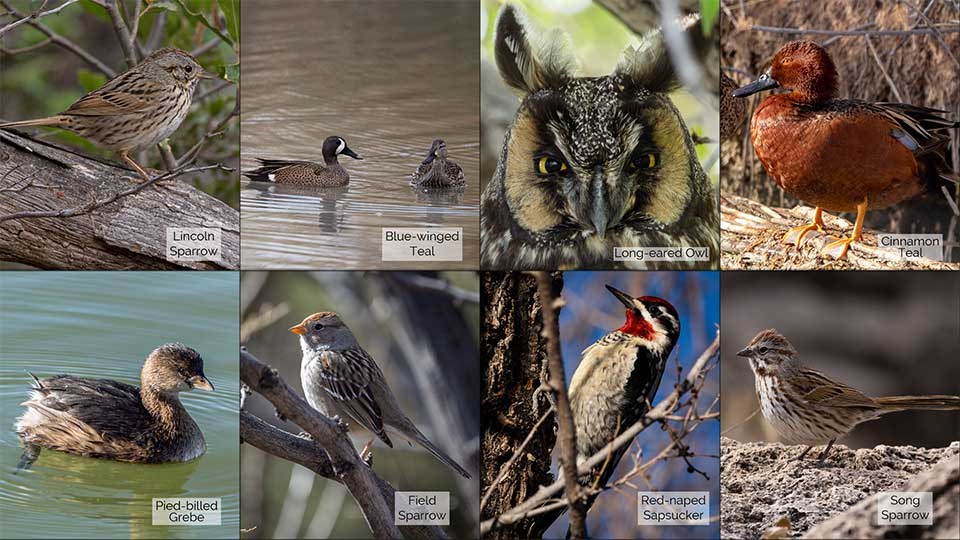 8 small photos of a Lincoln Sparrow, Blue-winged Teal, Long-eared Owl, Cinnamon Teal, Pied-bill Grebe, Field Sparrow, Red-naped Sapsucker, and a Song Sparrow