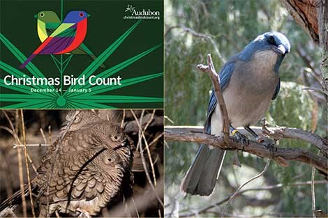 Collage of 3 images: Christmas Bird Count logo, Inca Doves and a Mexican Jay