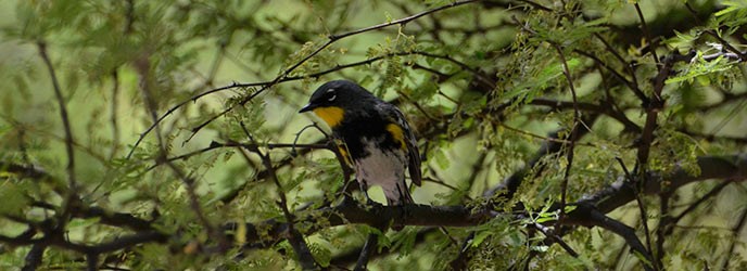 Yellow-rumped Warbler