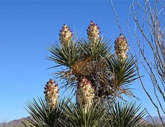 Yucca Blossoms