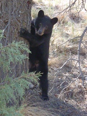 Bear at the Lost Mine trail