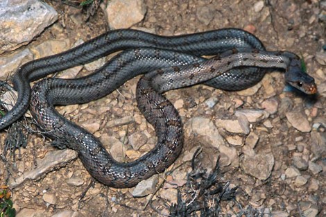 A long thin snake of gray coloration with narrow bands of brown.