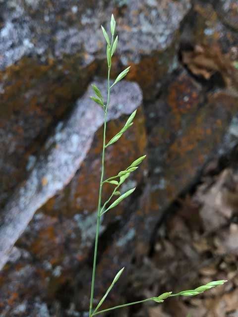 Gualupe Fescue A person's hand steadies the bright green seed head of a grass stem.