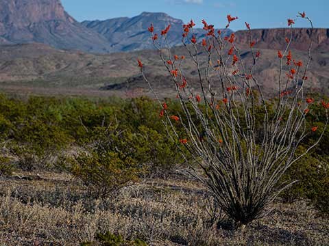 Leafless unbranched plant stalks topped with spikes of red flowers grow in the desert.
