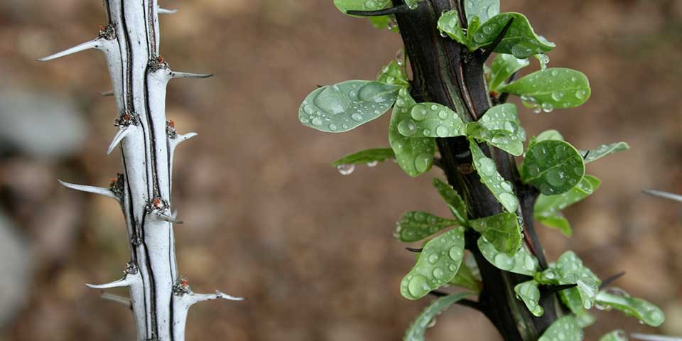 Two thorny plant stalks grow side by side, one with small oval leaves and another without.