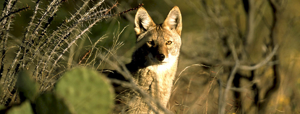 Big Bend National Park Fees Big Bend National Park Fees