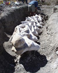 Alamosaurus spine Alamosaurus spine
