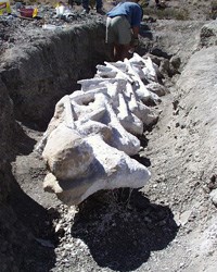 Alamosaurus spine