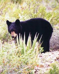 Mexican black bear