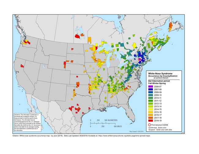 A map of the United States showing where white nose syndrome occurs. The fungus is widespread in the north east, occurs in Texas and on the west coast in Washington and California.