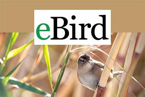 A little brown bird hangs on cattails