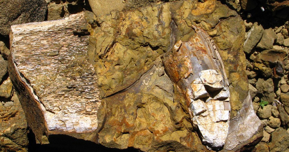 Big Bend Dinosaurs - Big Bend National Park (U.S. National Park Service)