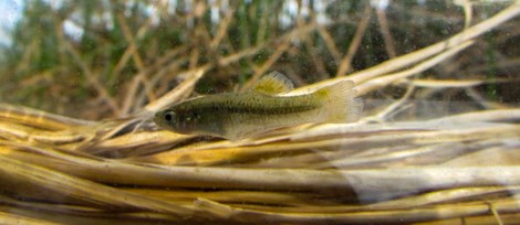 A tiny fish swims above a pile of reeds in a tank of water