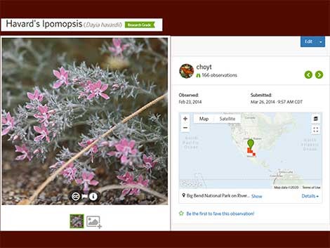 A screenshot of a plant record submitted to iNaturalist.