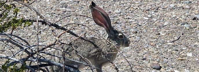 Jackrabbit