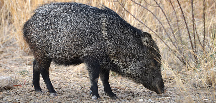 Javelinas - Big Bend National Park (U.S. National Park Service)