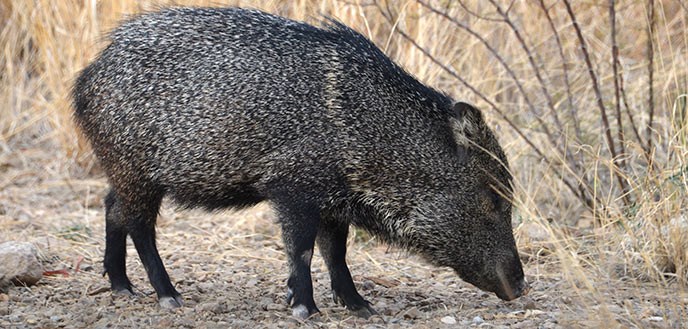 Javelina