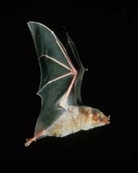 Mexican long-nosed bat