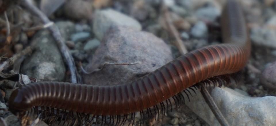 millipede