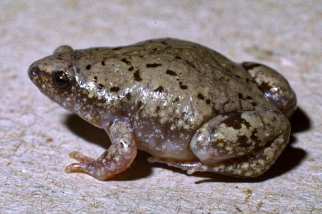 Amphibians Landing Page - Big Bend National Park (U.S. National