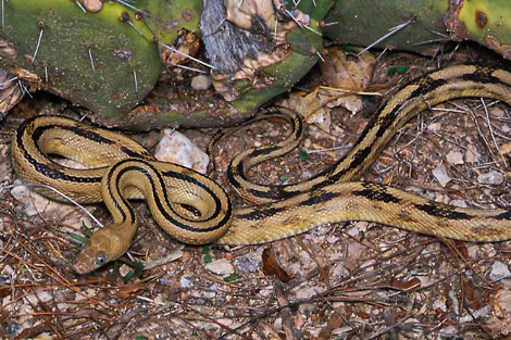 A thin yellow snake with two parallel black lines running down the back.