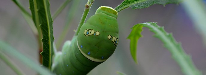 Two-tailed Swallowtail Caterpillar Two-tailed Swallowtail Caterpillar