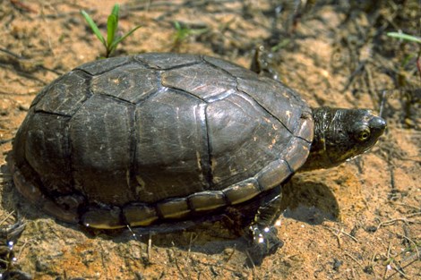 A turtle with a wide, thick shell walks along the ground.