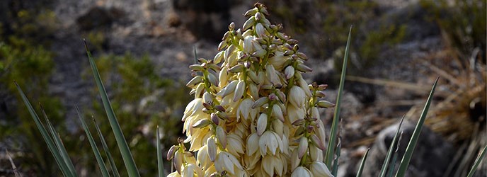 Yucca Blossom