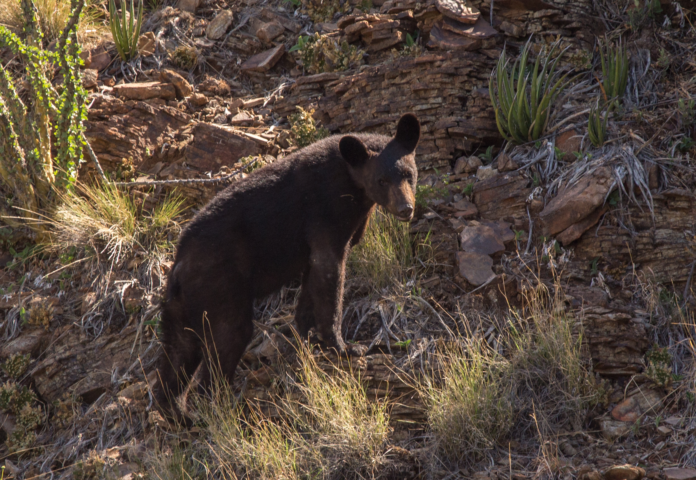 A medium-sized black bear is standing on a rocky slope, looking at the camera.