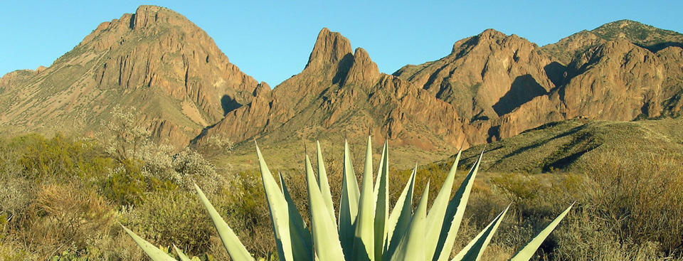 Agave and Chisos