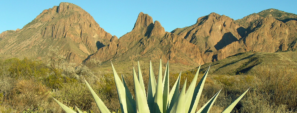 Agave and Chisos Agave and Chisos