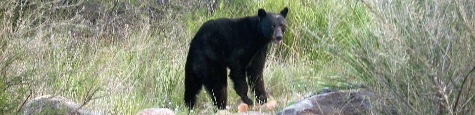 Black bear in Big Bend National Park Black bear in Big Bend National Park