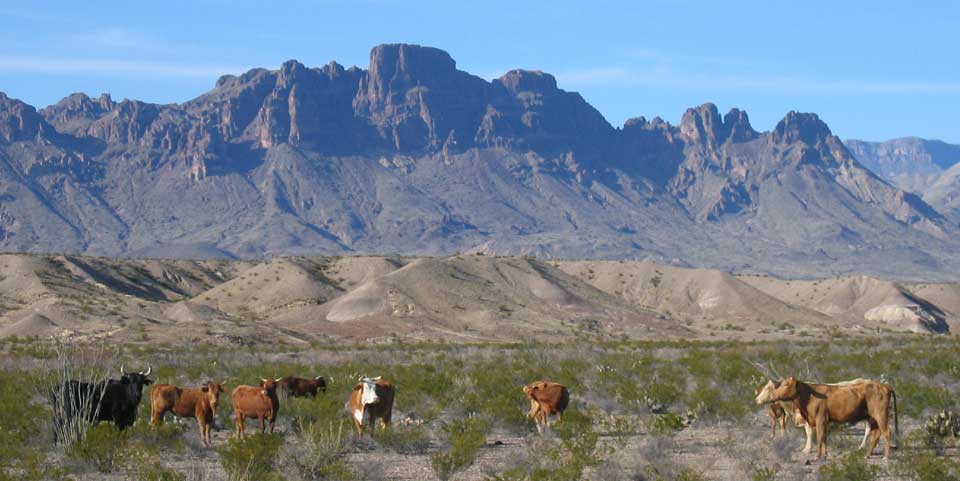 cattle in big bend np