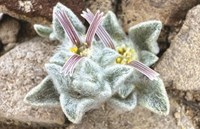woolly devil closup