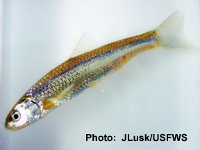 Silvery minnow