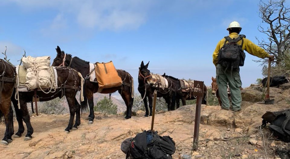 Mules Take A Break