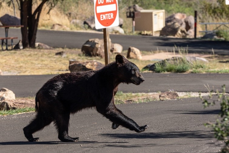 Bear in Chisos Basin Campground A bear walks through the Chisos Basin area.
