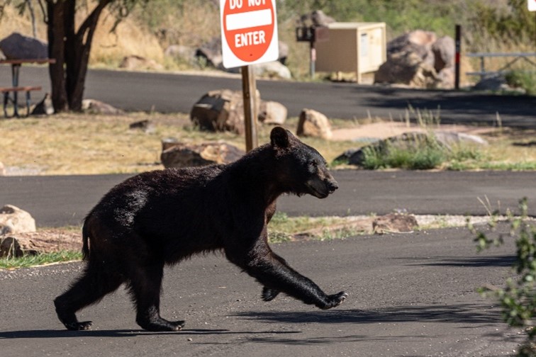 A bear walks through the Chisos Basin area.