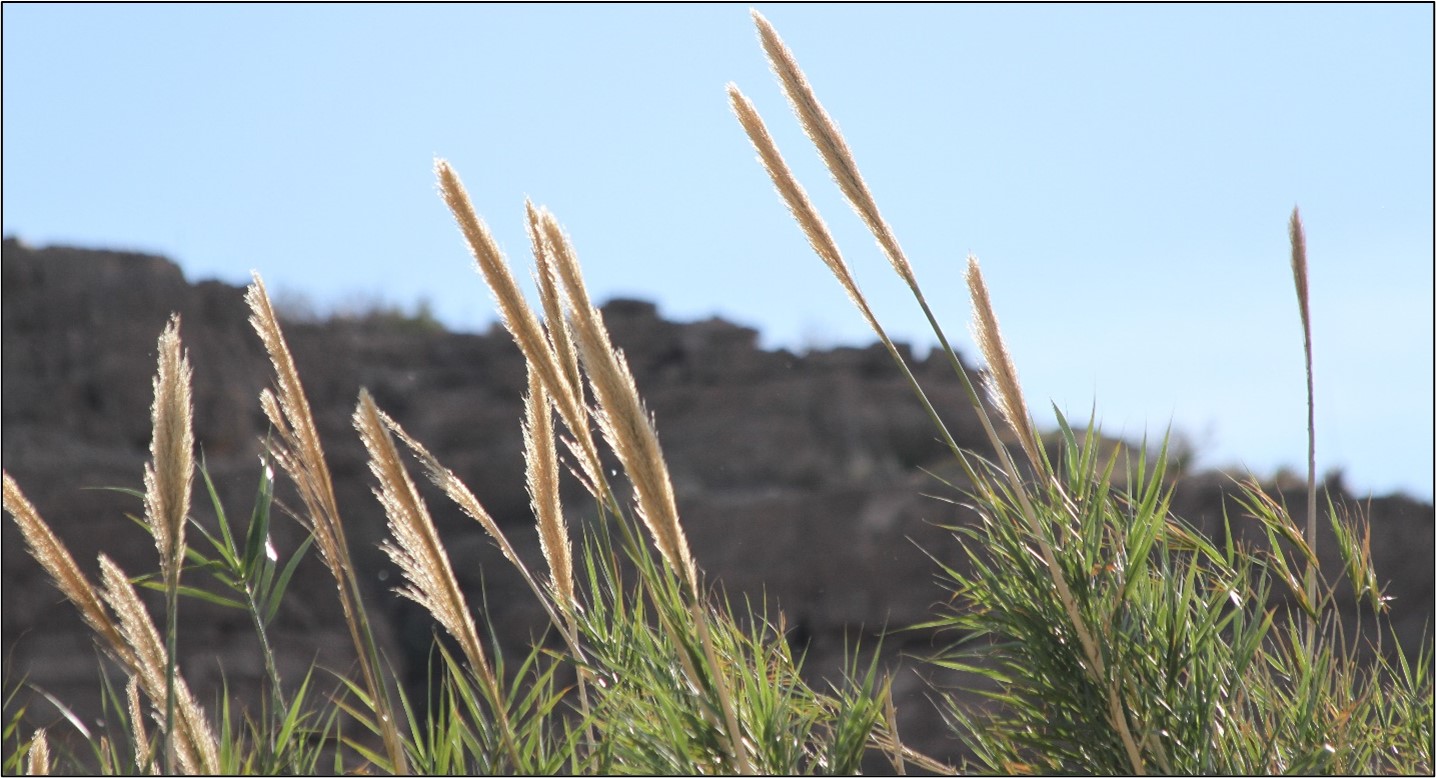 arundo donax