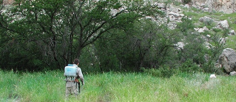 treating exotic buffelgrass in Big Bend treating exotic buffelgrass in Big Bend