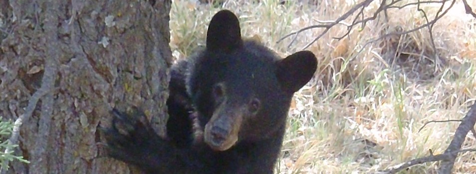 Bear along lost mine trail Bear along lost mine trail