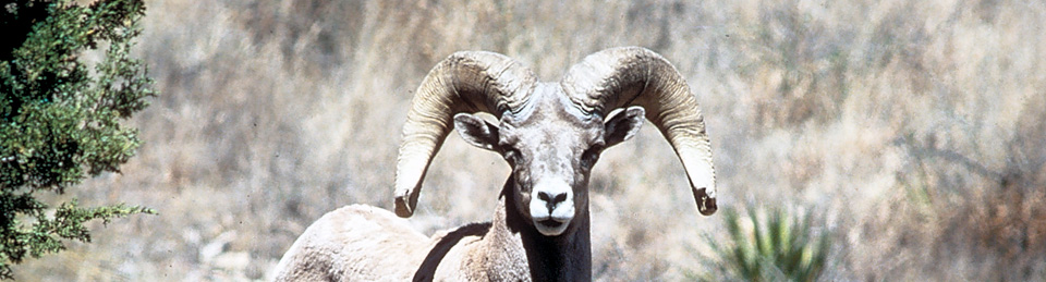 Bighorn sheep Bighorn sheep