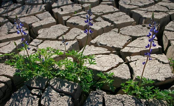 Bluebonnets (lupine family) popping up through mud cracks.