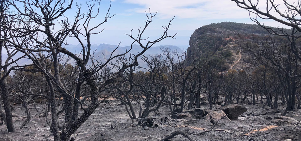 Burned area on the East Rim