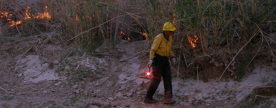 Prescribed Burning Exotic River Cane