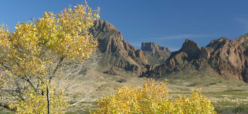 cottonwoods and Chisos Mountains cottonwoods and Chisos Mountains