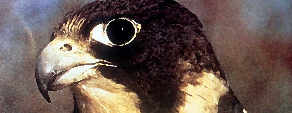 peregrine closeup