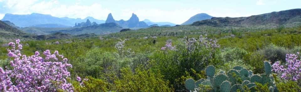 green desert