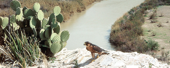 Peregrine falcon and the Rio Grande Peregrine falcon and the Rio Grande